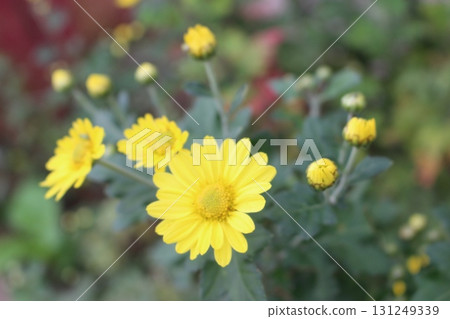 Autumn wild plants 131249339