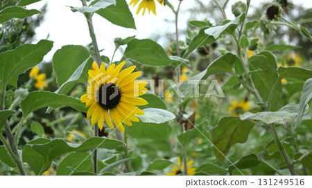 Sunflower field 131249516