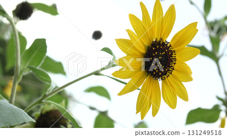 Sunflower field 131249518