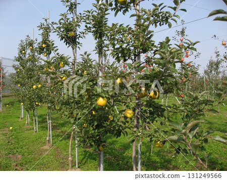 Apple Tree (Tsugaru City, Aomori Prefecture) 131249566