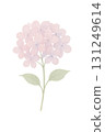 Pale pink hydrangea flowers watercolor illustration PNG transparent background 131249614