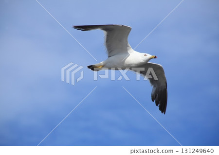 Seagull flying blue sky 131249640