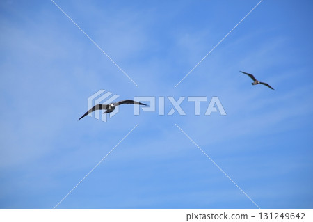 Seagull which fly in the sky 131249642
