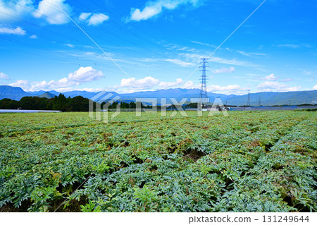 Konjac fields with a view of the Oze mountain range. Highland vegetables. Akagi Plateau. Showa Village. Konjac fields with a view of the Oze mountain range. Highland vegetables. Akagi Plateau. Showa Village. 131249644