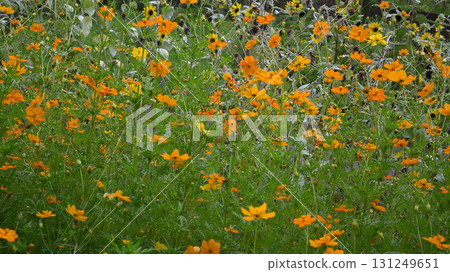 Kibana 波斯菊花田 Kibana 波斯菊花田 131249651