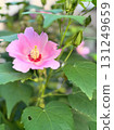 Pink hibiscus flowers blooming in the garden 131249659