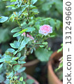 Pale pink mini rose flower 131249660