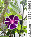Morning glory flowers with beautiful purple and white borders 131249661