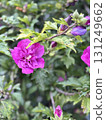 Double-flowered purple Rose of Sharon flowers 131249662