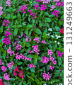 A cluster of pink pentas in full bloom 131249663
