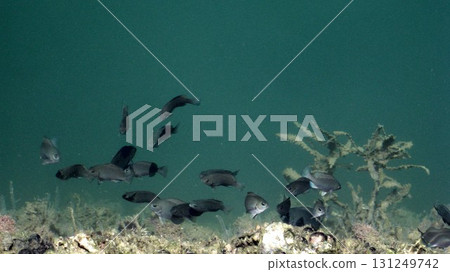 Black porgy swimming in a group 131249742