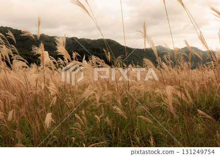 Susuki被日落照亮 131249754