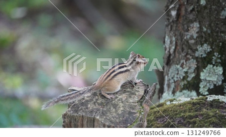 樹樁和花栗鼠 131249766