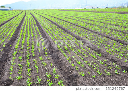 昭和村赤城高原菜田裡整齊排列的蔬菜 131249767
