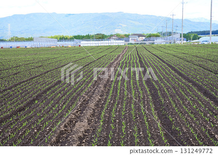 Neatly arranged vegetables in the Akagi Plateau vegetable fields at Showa Village 131249772