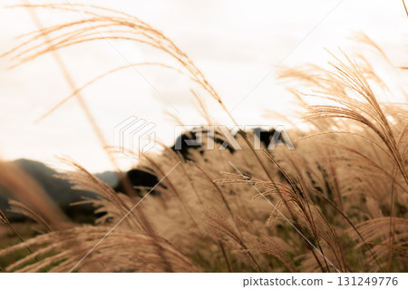 Japanese pampas grass swaying in the autumn breeze at dusk Japanese pampas grass swaying in the autumn breeze at dusk 131249776