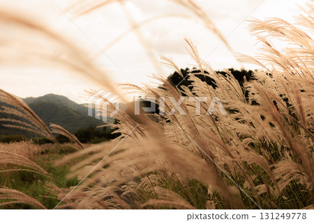 Japanese pampas grass swaying in the autumn breeze at dusk 131249778