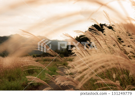 Japanese pampas grass swaying in the autumn breeze at dusk 131249779