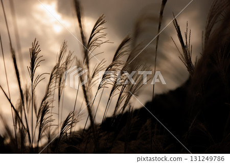 Japanese pampas grass swaying in the autumn breeze at dusk Japanese pampas grass swaying in the autumn breeze at dusk 131249786