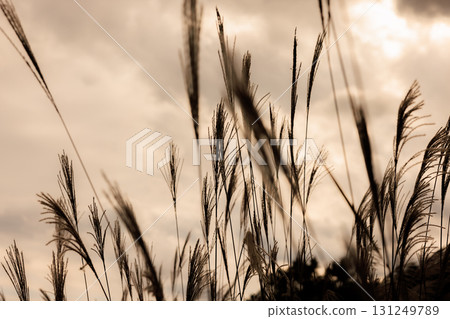 秋日黃昏，芒草隨風搖曳 131249789
