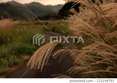 秋日黃昏,芒草隨風搖曳 秋日黃昏,芒草隨風搖曳 131249791