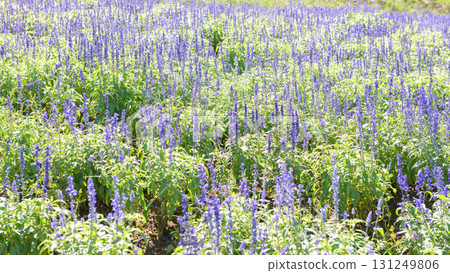 Refreshing Salvia Flower Fields: Yakurai Garden, Miyagi Prefecture Refreshing Salvia Flower Fields: Yakurai Garden, Miyagi Prefecture 131249806