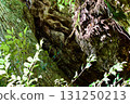 Bark of a large chestnut tree 131250213