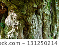 Bark of a large chestnut tree 131250214