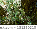 Bark of a large chestnut tree 131250215