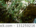 Bark of a large chestnut tree 131250216
