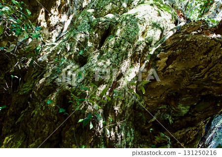 Bark of a large chestnut tree 131250216