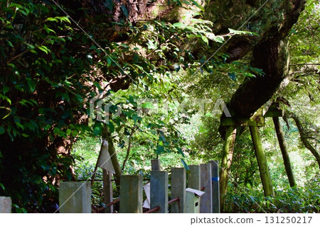 Bark of a large chestnut tree Bark of a large chestnut tree 131250217