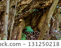 Bark of a large chestnut tree 131250218