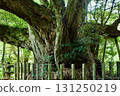 Bark of a large chestnut tree 131250219
