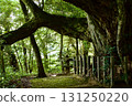 Bark of a large chestnut tree 131250220