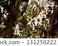 Bark of a large chestnut tree 131250222