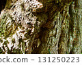 Bark of a large chestnut tree 131250223