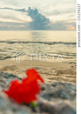 A hibiscus gently placed on a relaxing beach A hibiscus gently placed on a relaxing beach 131250227