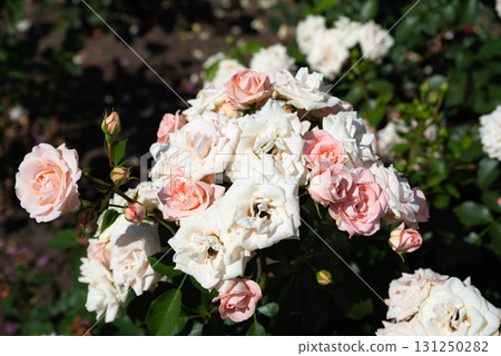 Horizontal view of Carcassonne floribunda rose clusters basking in sunlight, soft apricot tones with glossy leaves, garden summer. Horizontal view of Carcassonne floribunda rose clusters basking in sunlight, soft apricot tones with glossy leaves, garden summer. 131250282