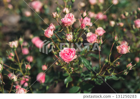 Soft pink Allure Winter Jewel Floribunda roses bloom in harmony, showing their gentle charm and fragile elegance against green leaves. Soft pink Allure Winter Jewel Floribunda roses bloom in harmony, showing their gentle charm and fragile elegance against green leaves. 131250283