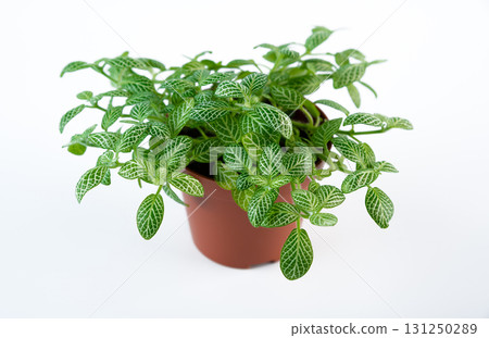 Fittonia nerve plant in a brown pot on a clean white background, showing vivid green leaves with striking white veins, perfect for indoor decor and houseplant lovers. Fittonia nerve plant in a brown pot on a clean white background, showing vivid green leaves with striking white veins, perfect for indoor decor and houseplant lovers. 131250289