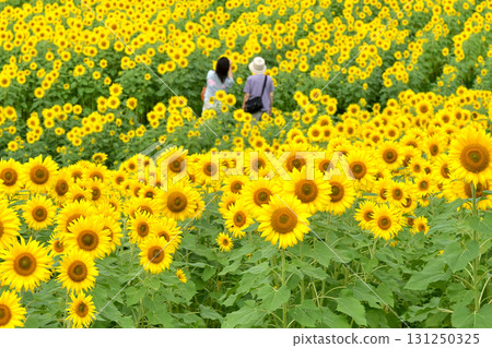 Sunflower field of Sannokura Plateau 131250325