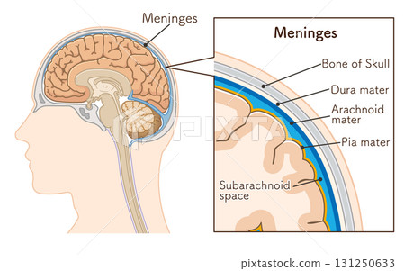 Meninges illustration 131250633