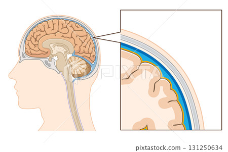 Meninges illustration 131250634