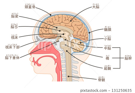 Illustration of brain, cerebrum, spinal cord, brainstem, cerebellum 131250635