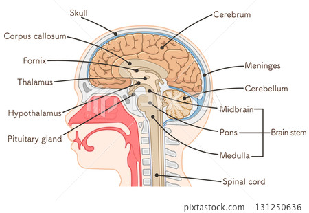 大腦、大腦、脊髓、腦幹、小腦的插圖 131250636