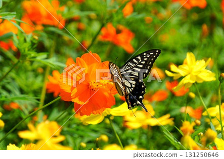Swallowtail butterfly sucking cosmos nectar 131250646