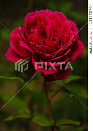 紅玫瑰花瓣和陰影 紅玫瑰花瓣和陰影 131250704