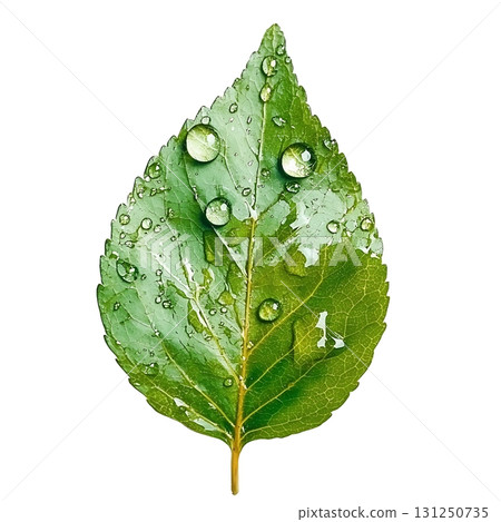 Fresh Green Leaf with Water Droplets on White Background for Nature Photography Fresh Green Leaf with Water Droplets on White Background for Nature Photography 131250735