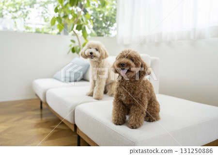 Two small dogs sitting on a sofa 131250886